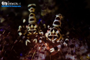 Z E B R A
Coleman shrimp ( Periclimenes colemani )
Anil... by Irwin Ang 